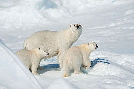 北极熊,两个,幼兽,东北方,格陵兰,海岸,北极