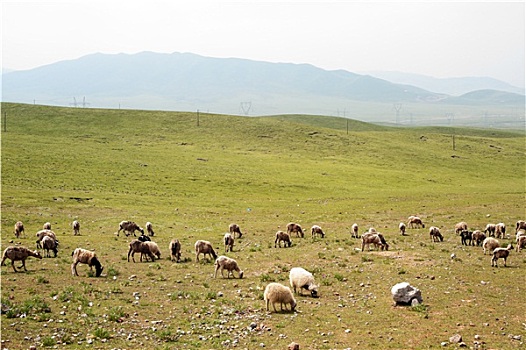山羊,草地