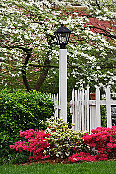 栅栏,灯,杜鹃花,树,多花梾木,附近,路易斯维尔,肯塔基