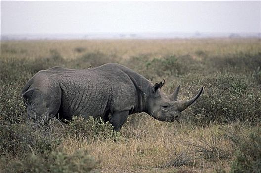 黑犀牛,安伯塞利国家公园,公园,肯尼亚