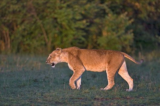 肯尼亚,纳罗克地区,马赛马拉,雌狮,光线,落日,马赛马拉国家保护区