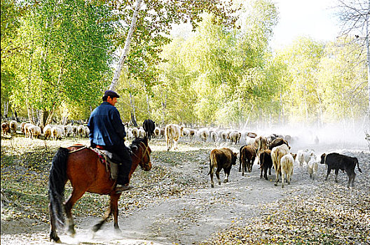 新疆牧羊