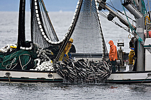 渔民,向上,渔网,威廉王子湾,阿拉斯加