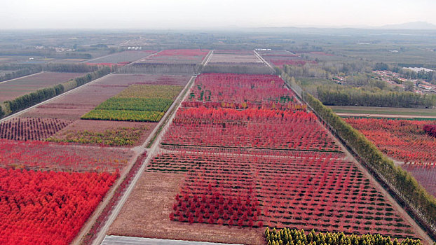 山东省日照市,航拍3500亩美国红枫,色彩斑斓犹如打翻调色板