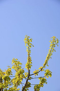 金叶槭树