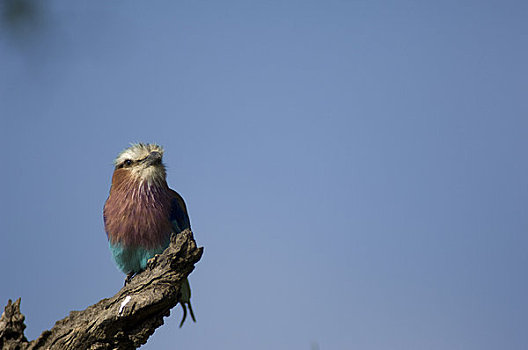 紫胸佛法僧鸟,马赛马拉,肯尼亚