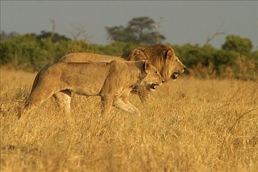 两个,狮子,并排,一对,博茨瓦纳,非洲