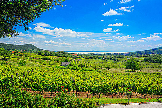 全景,上方,酒用葡萄种植区,巴拉顿湖,匈牙利