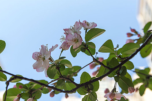 春天,繁花