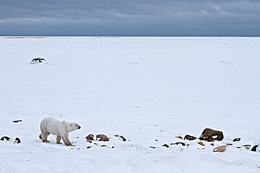 北极熊,曼尼托巴,加拿大