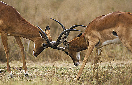 黑斑羚,雄性,争斗,马赛马拉,公园,肯尼亚