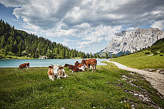 母牛,湖岸,山谷,埃尔瓦尔德,提洛尔,奥地利