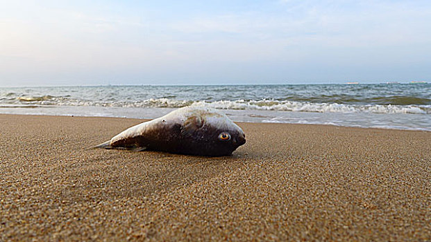 西海岸