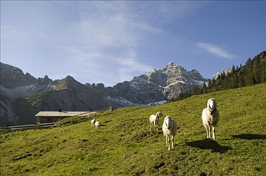 绵羊,高山牧场,提洛尔,奥地利,欧洲