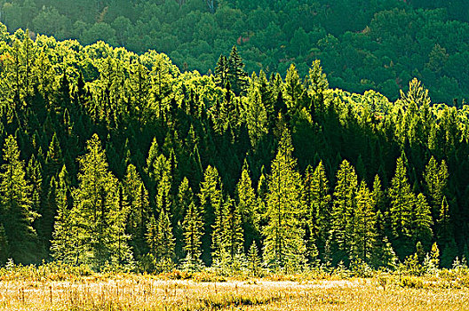 湿地,逆光,树,朝日,阿尔冈金省立公园,安大略省,加拿大
