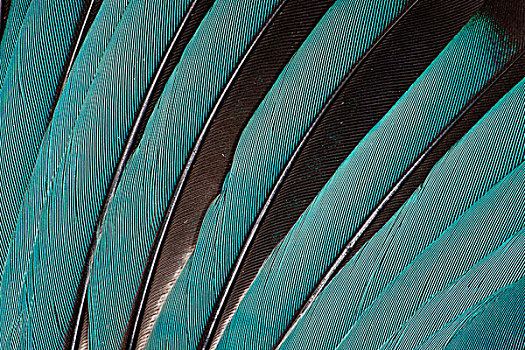 翼,羽毛,蓝色,扇形展开