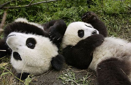 大熊猫,一对,幼兽,熊猫,玩,中国,研究中心,卧龙自然保护区