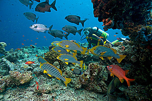水中呼吸器,潜水,看,鱼群,东方,甜唇鱼,鲷鱼,背影,马尔代夫,印度洋,亚洲