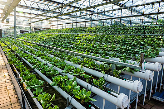 日光温室蔬菜工厂