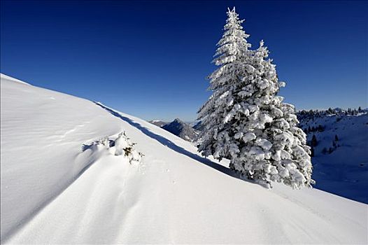 积雪,云杉,山脉,巴伐利亚,德国,欧洲