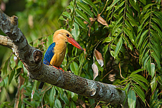 翠鸟,檀中埠廷国立公园,印度尼西亚