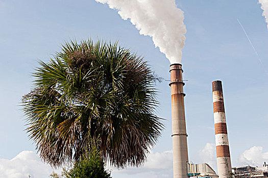 烟囱,排放,烟气,靠近,棕榈树