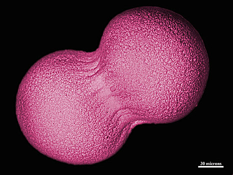 海胆,胚胎,细胞