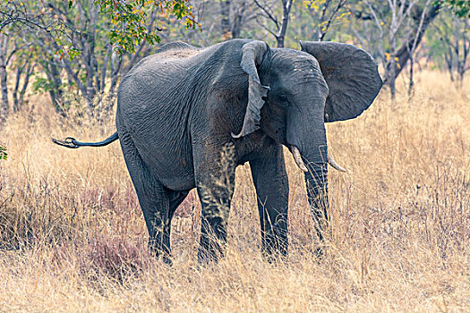 博茨瓦纳,乔贝国家公园,大象,非洲象,干草