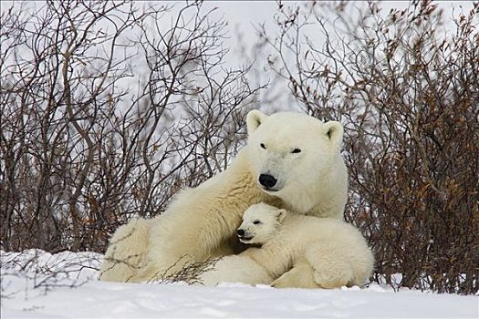 北极熊,三个,老,幼兽,哺乳,护理,脆弱,瓦普斯克国家公园,曼尼托巴,加拿大
