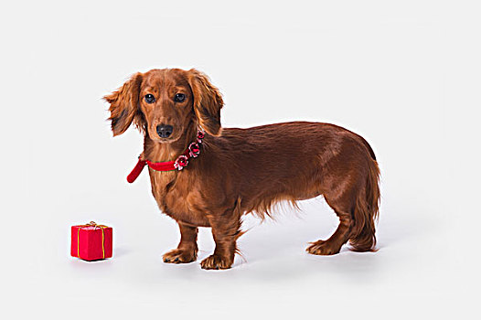 红色,达克斯猎狗,小,盒子,圣诞节,艾伯塔省,加拿大