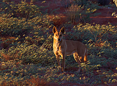 澳洲野狗,狼,雌性,乌卢鲁巨石,北领地州,澳大利亚
