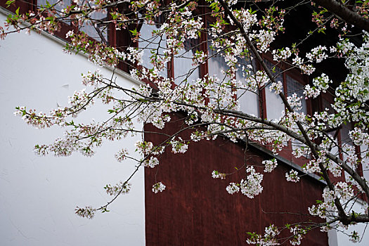 苏州寒山寺的樱花