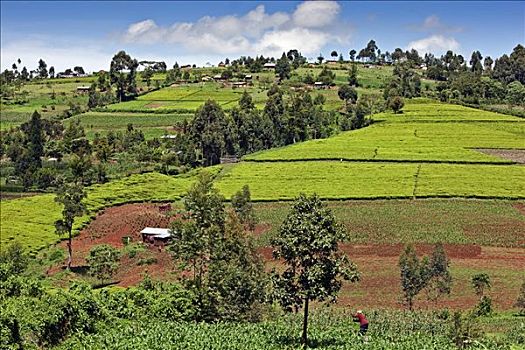 肯尼亚,地区,耕作,区域,茶,玉米