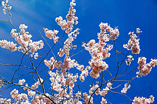 粉色,春天,花,树,蓝天