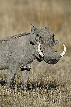 雄性,疣猪,大,獠牙,恩格罗恩格罗,坦桑尼亚,非洲