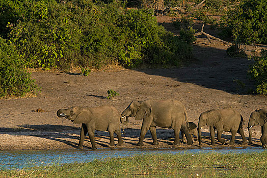 非洲,灌木,大象,非洲象,牧群,走,旁侧,水,乔贝国家公园,博茨瓦纳