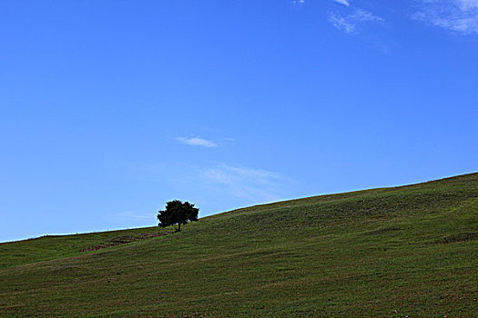 草地,丘陵,树,蓝天