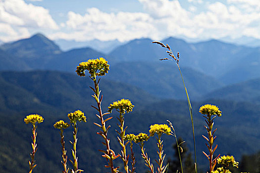 黄色,高山,花,景天属植物,阿尔卑斯山,上巴伐利亚,巴伐利亚,德国,欧洲