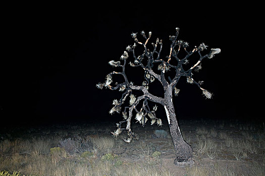 约书亚树,黑色背景,美国