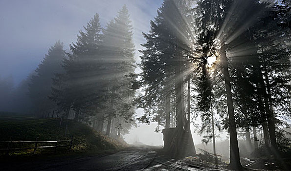 秋天,雾,提洛尔,奥地利