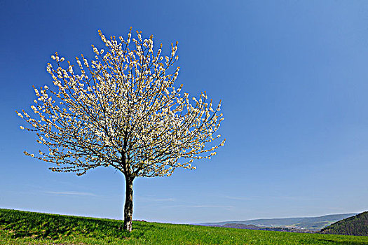 樱桃树,弗兰克尼亚,巴伐利亚,德国