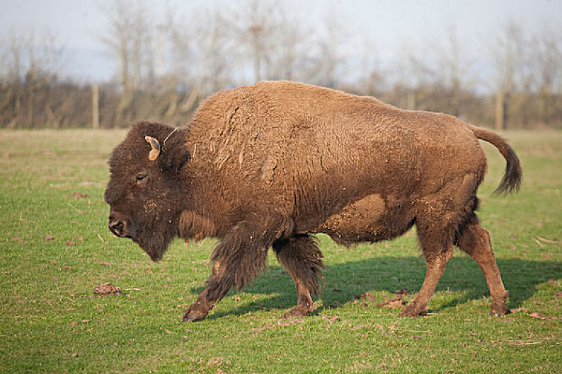 野牛图片_野牛高清图片_全景视觉