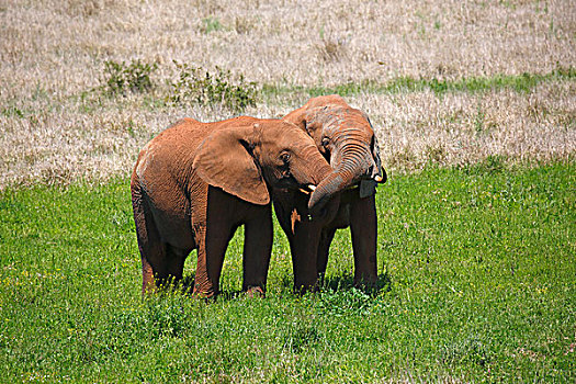非洲,灌木,大象,幼兽,遮盖,红色,泥,阿多大象国家公园,东开普省,南非