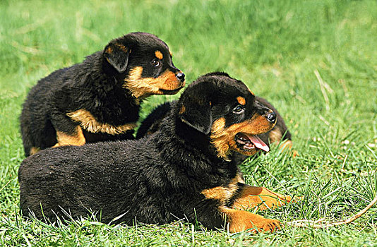 罗特韦尔犬,狗,幼仔,卧,草地