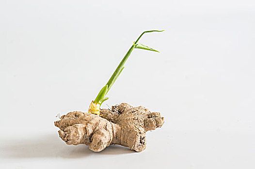 发芽的姜图片_发芽的姜图片大全_发芽的姜图片素材