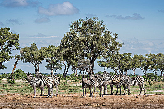 斑马,牧群,风景,树,萨维提,乔贝国家公园,乔贝,地区,博茨瓦纳,非洲