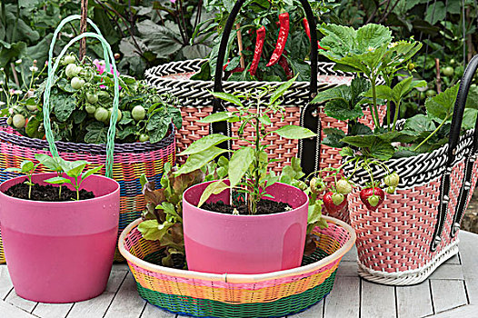 粉色,塑料制品,罐,篮子,草莓,西红柿,辣椒,植物