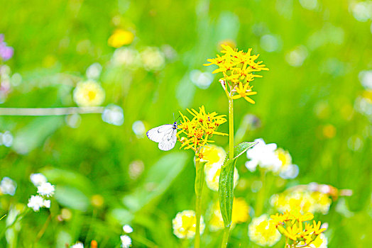 格桑花特写