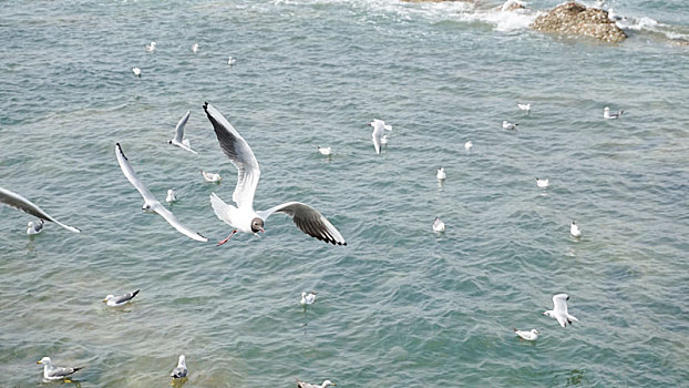 面上,成群,海鸥