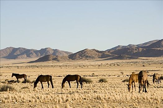 马,区域,纳米比亚